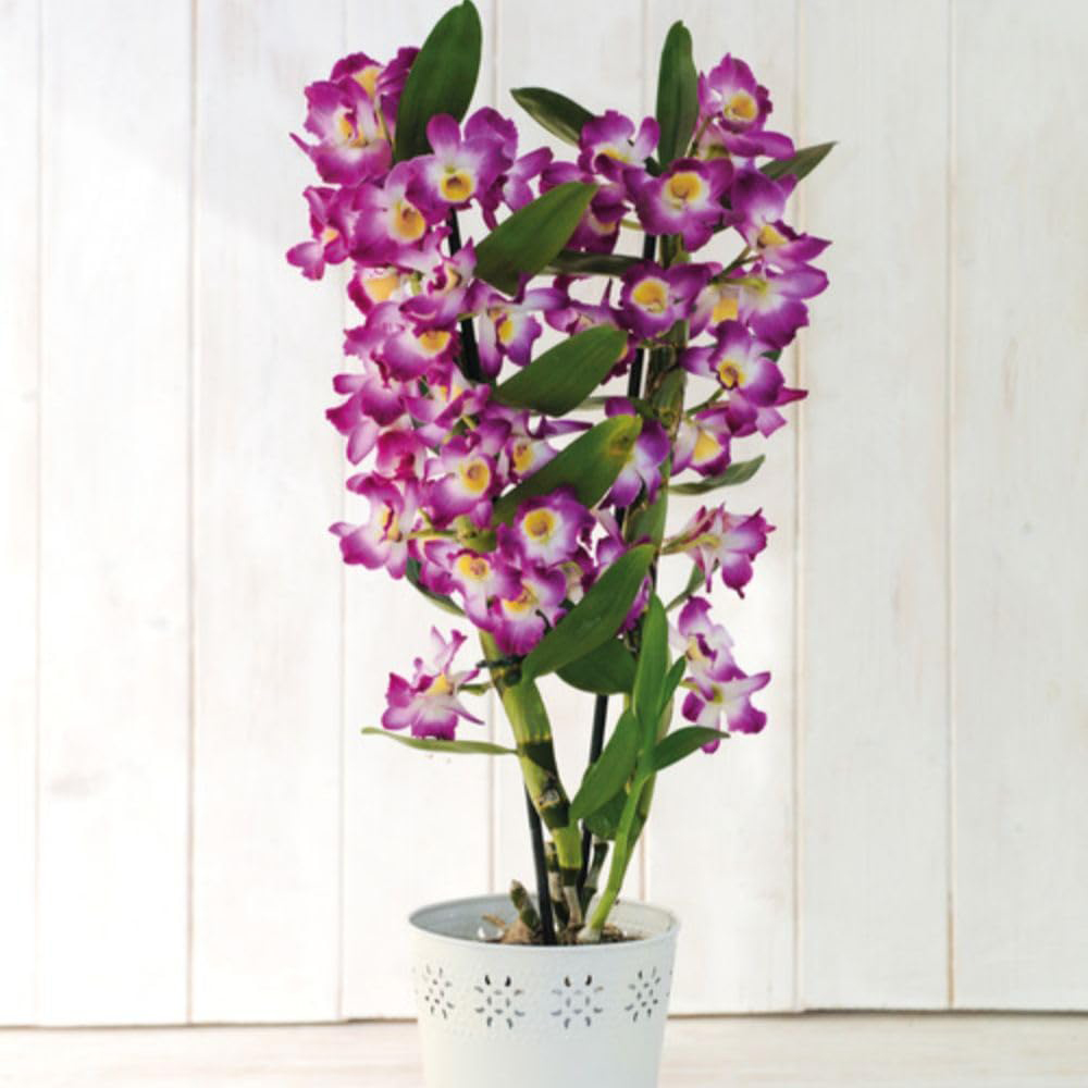 Thompson and Morgan Christmas Gift Orchid Scented Star Class Lilac Plant in Zinc Pot 12cm Image 4