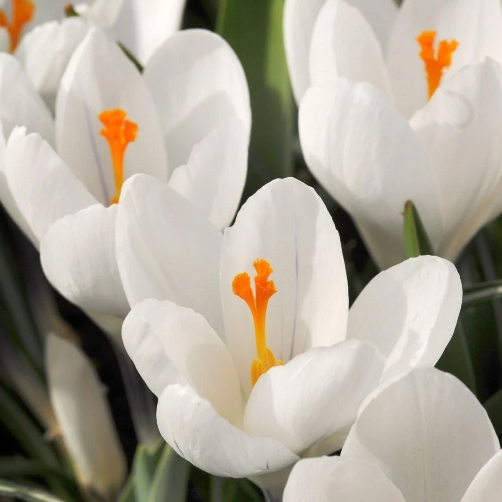 Thompson and Morgan Crocus Dutch White Planting Bulb 20 Pack Image 4