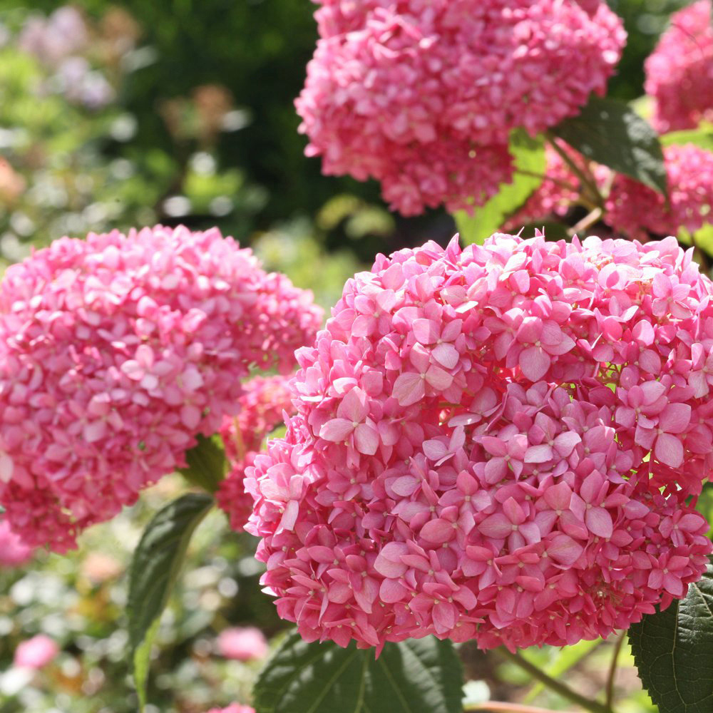 Thompson and Morgan Hydrangea Pink Annabelle Plant Pot 3L Image 2