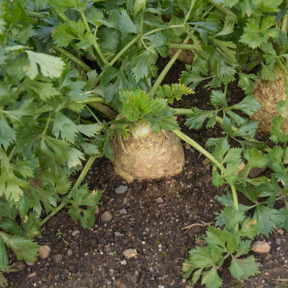 Thompson and Morgan Celeriac Monarch Seeds Image