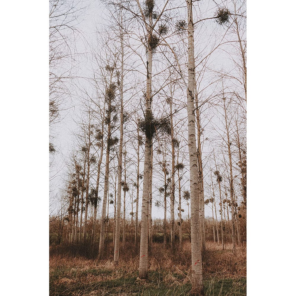 Inspirational Gifting Silver Birch Bare Root Hedge Plant Sapling 3-4ft 5 Pack Image 2