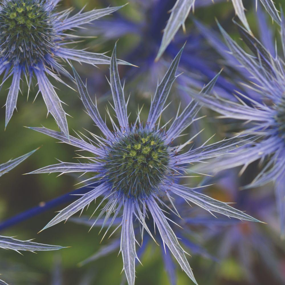Thompson and Morgan Everlasting Perennial Collection Bare Root 60 Pack Image 8