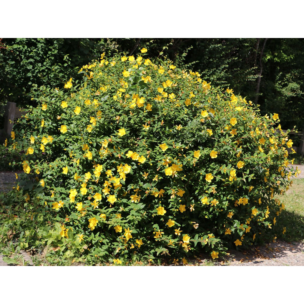 Inspirational Gifting Hypericum Bare Root Hedge Plant Sapling 30-60cm 5 Pack Image 5
