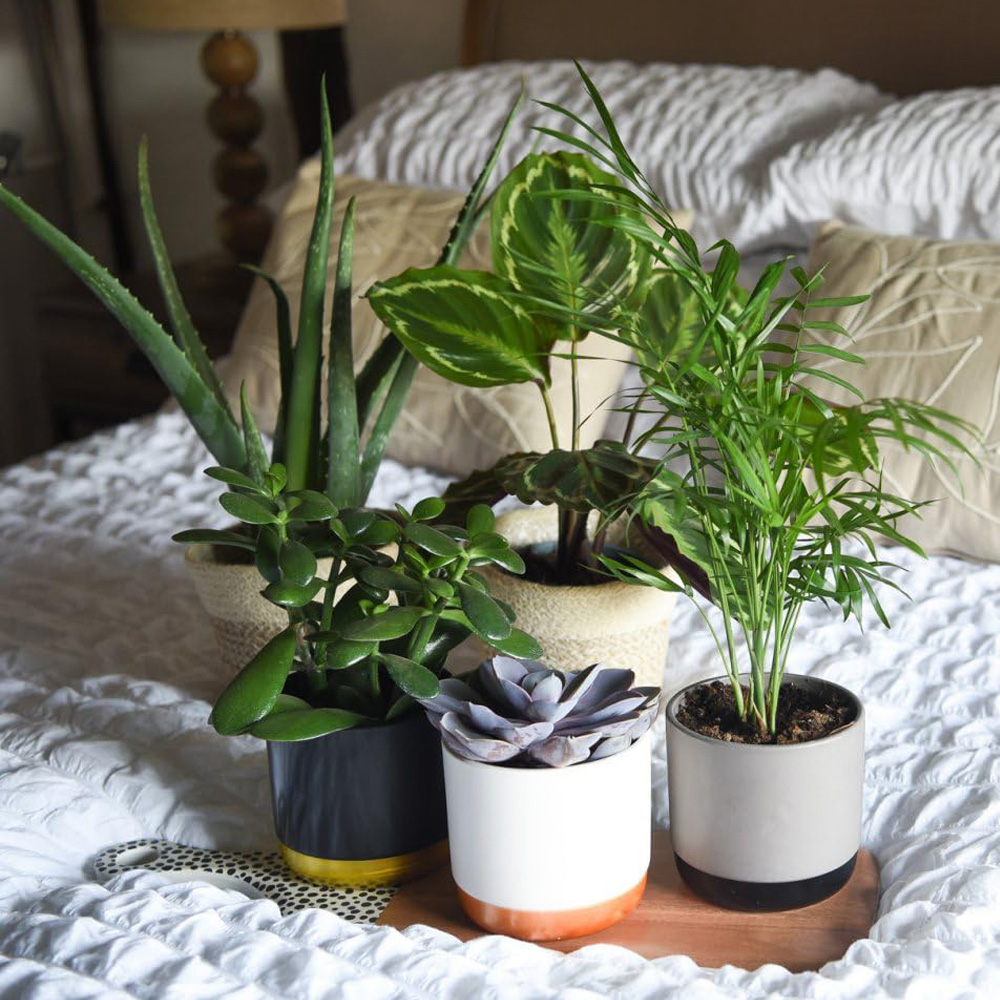 Thompson and Morgan Bedroom Bundle Collection Potted Plant 12cm 5 Pack Image 1