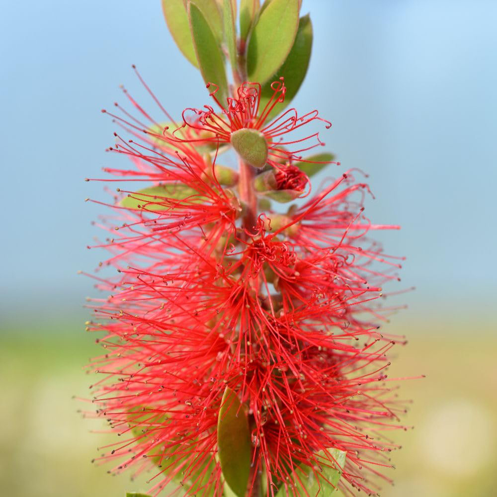Thompson and Morgan Callistemon Laevis Plant Pot 9cm Image 1