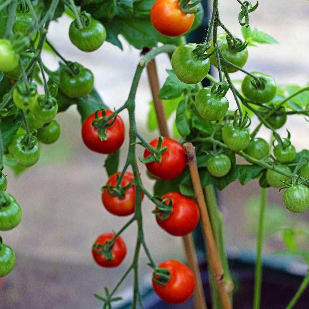 Thompson and Morgan Tomato Gardeners Delight Seeds Image 2