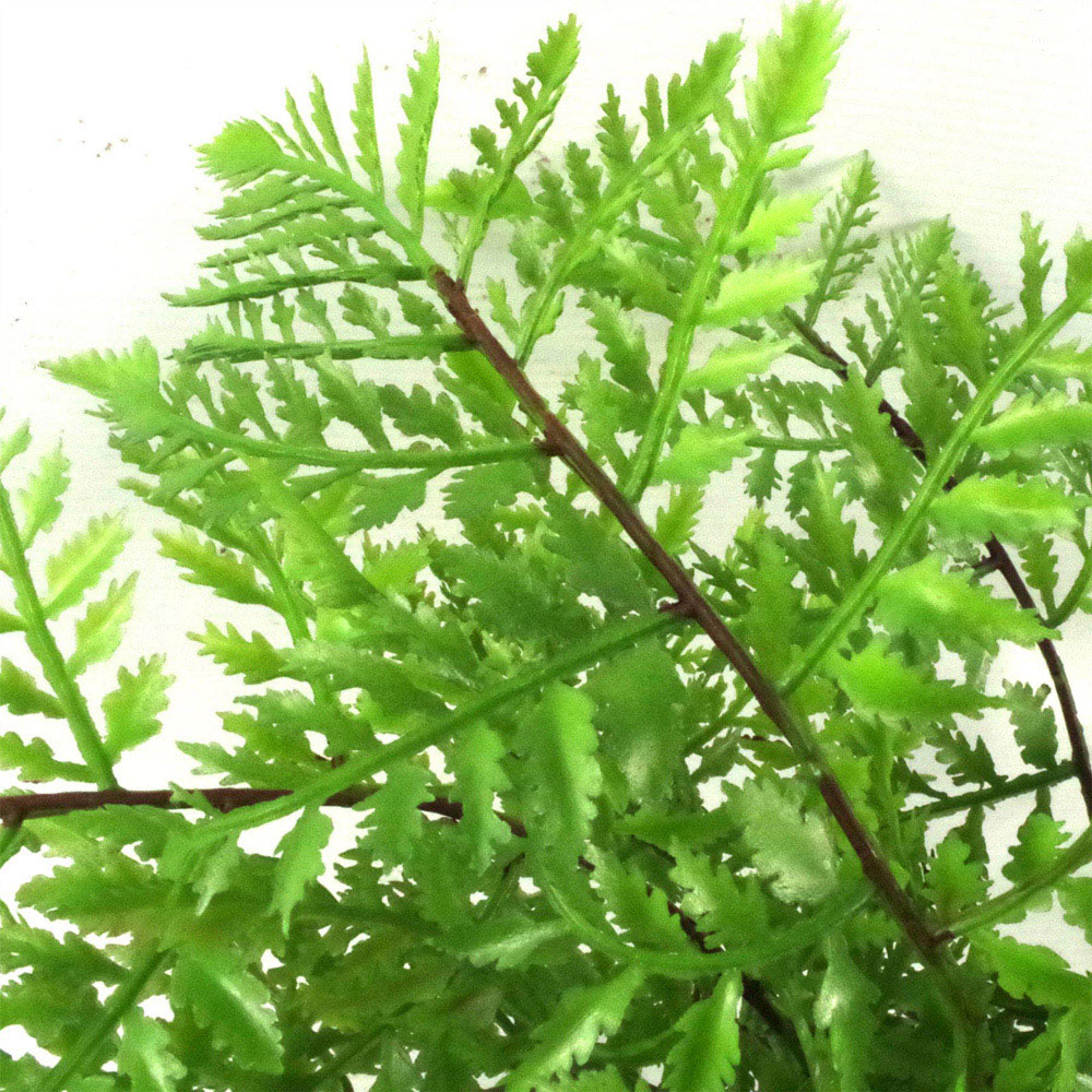 Botanik Southern Wood Fern Artificial Tree in Pot 30cm Image 3