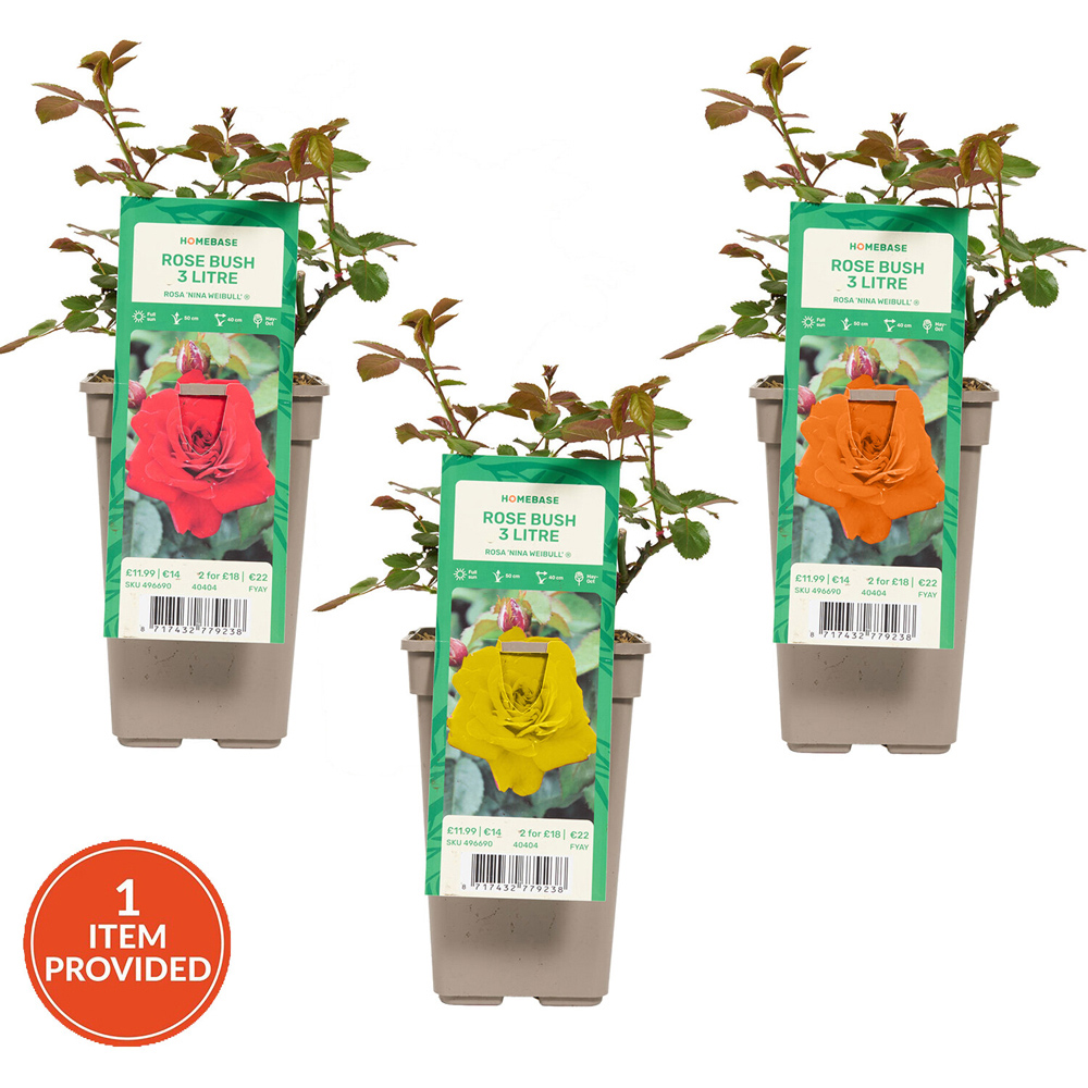 Compact Rose Bush Image 1