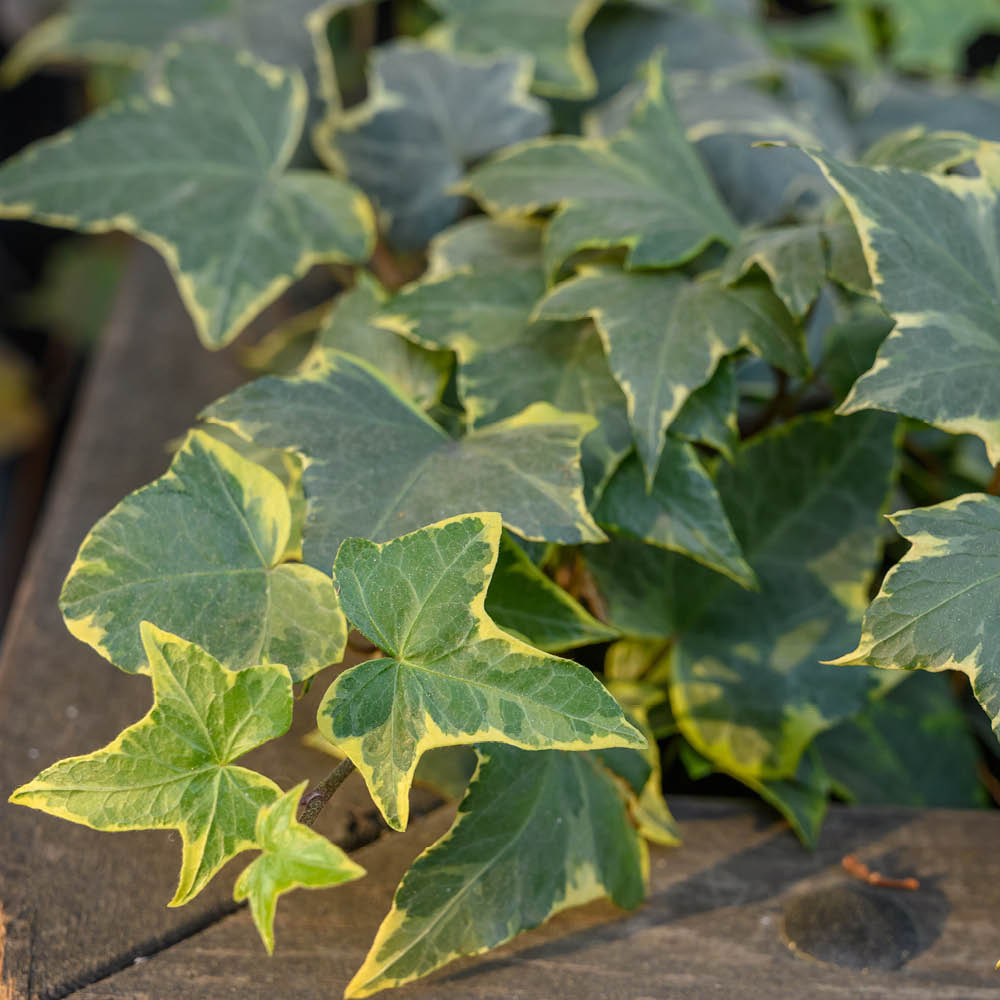 YouGarden Variegated Ivy Hedera Plant Pot 9cm 3 Pack Image 2