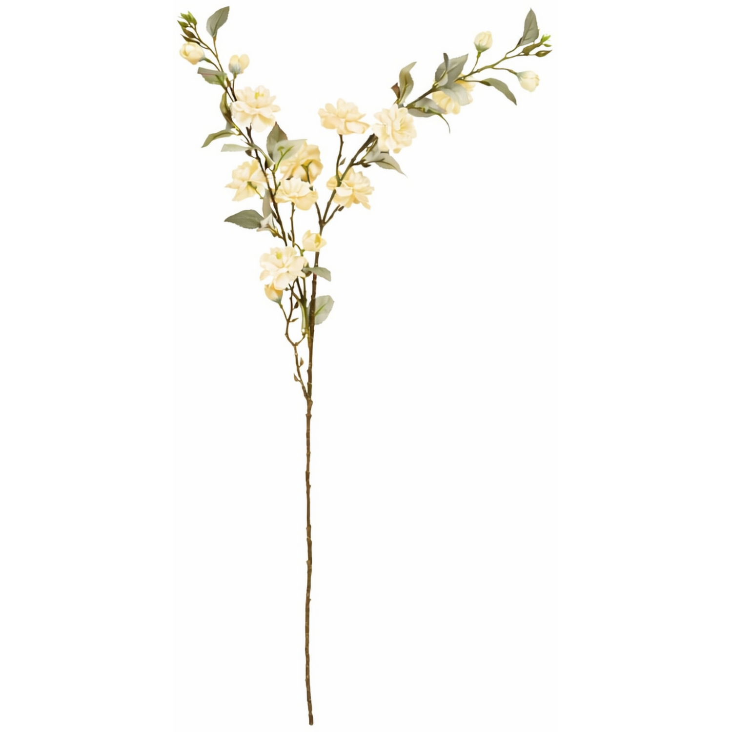 Camellia Stem Image 7