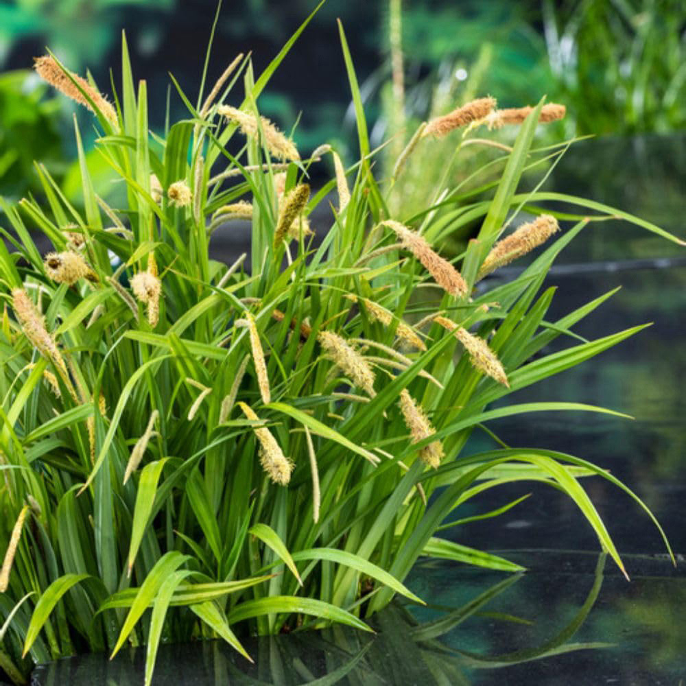 Thompson and Morgan Carex Pendula Plant Pot 9cm 3 Pack Image 1