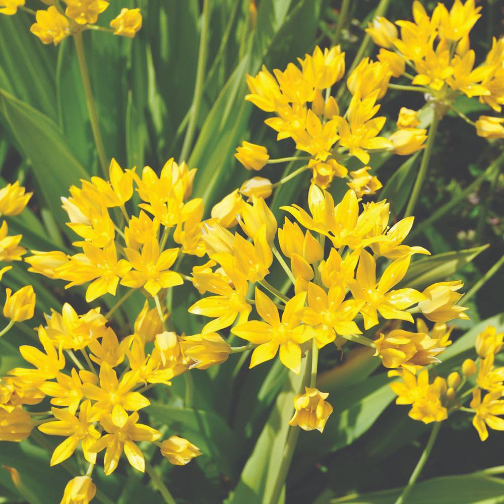 Thompson and Morgan Spring Flowering Bulb Bonanza Mix Planting Bulb 70 Pack Image 2
