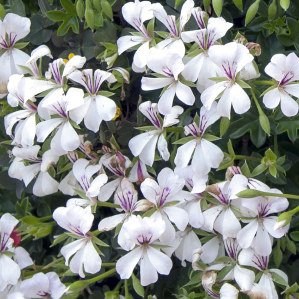 Thompson and Morgan Geranium Peltatum White Plant Pot 10.5cm 3 Pack Image 3
