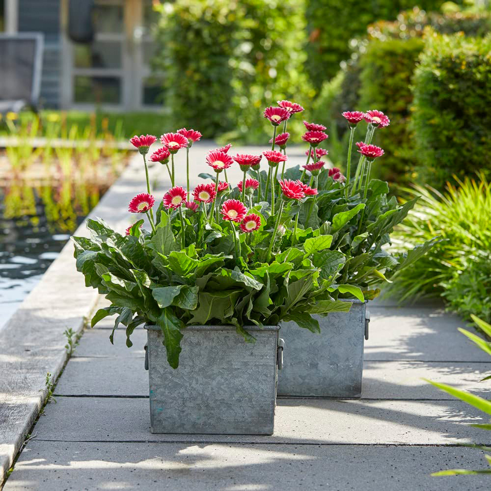 Thompson and Morgan Gerbera Garvinea Cheeky Magenta Potted Plant 7cm Image 5