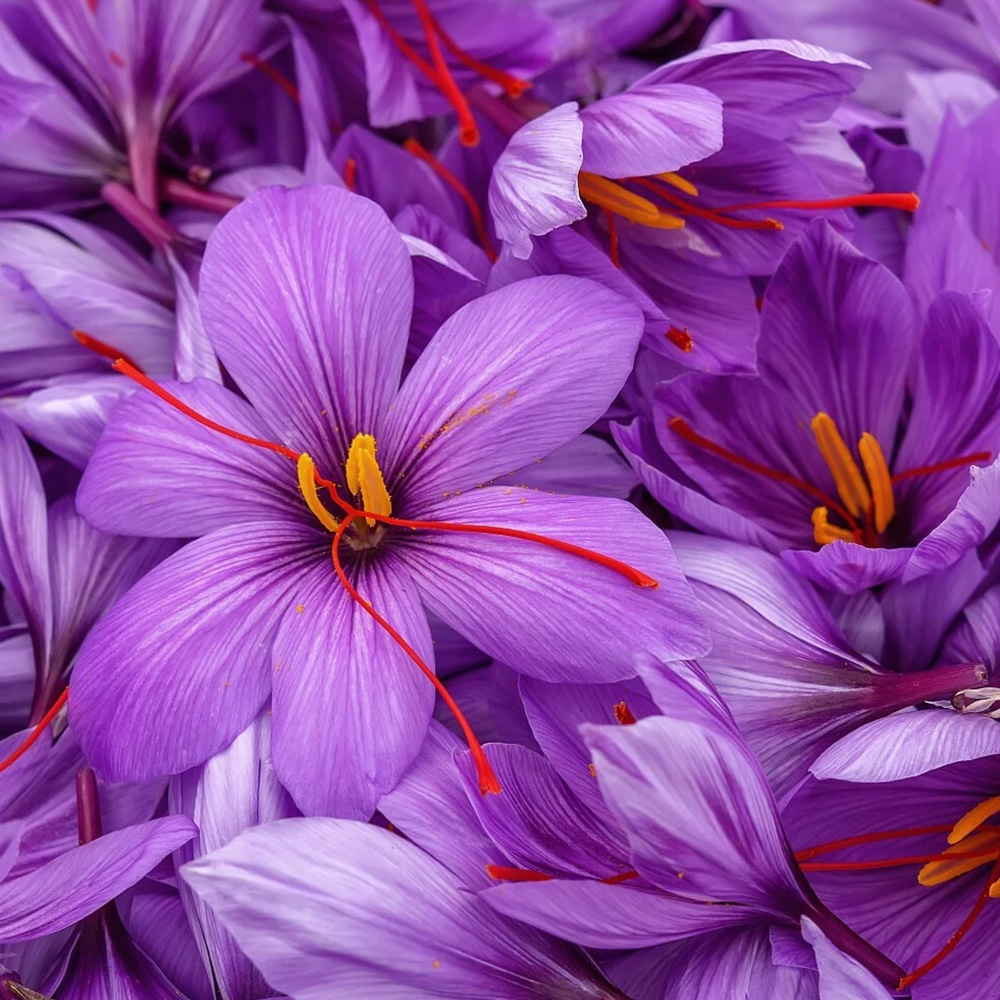 Thompson and Morgan Crocus Saffron Sativus Planting Bulb 80 Pack Image 1