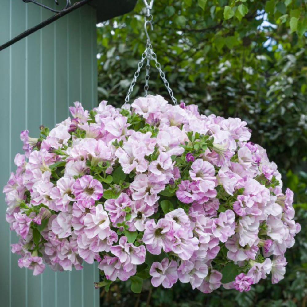 Thompson and Morgan Petunia Bridal Blush Postiplugs 5 Pack Image 4