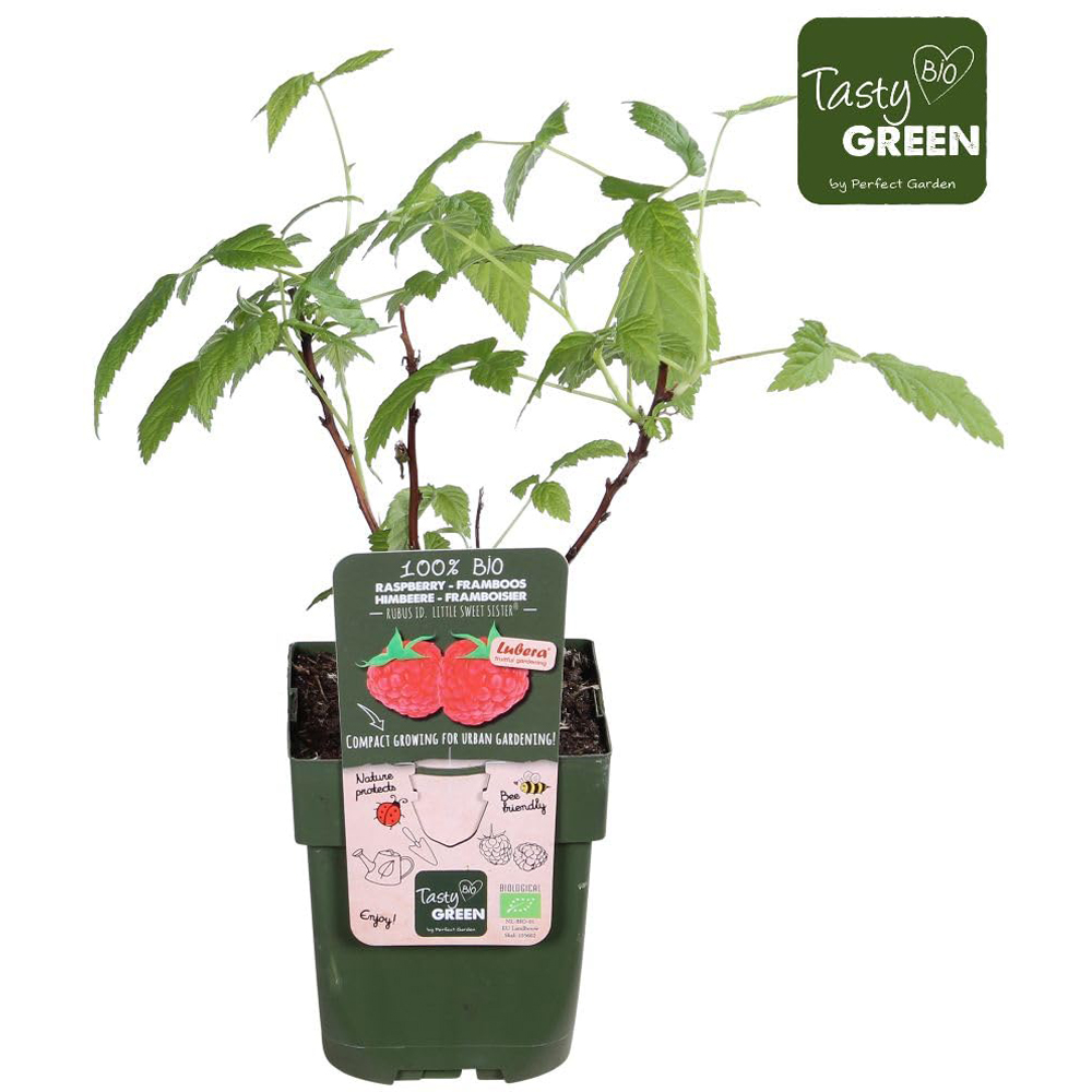 Thompson and Morgan Rubus Ideaus Little Sweet Sister Plant Pot 3L Image 4