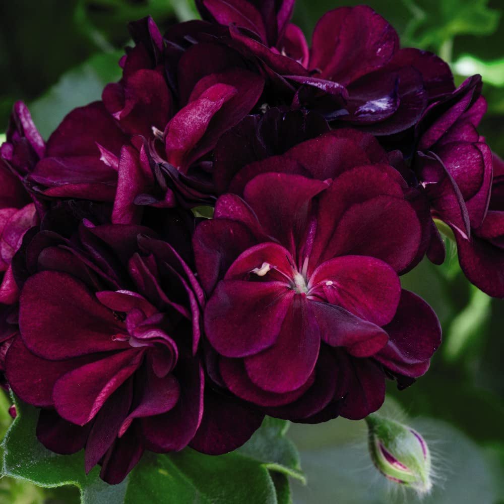 Thompson and Morgan Nurserymans Choice Geranium Jumbo Plant Plugs 20 Pack Image 5