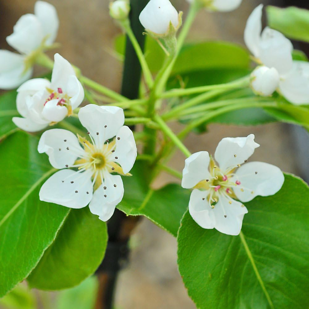 Thompson and Morgan Wonder Tree Pear Doyenne Du Comice Plant in Pot 24cm Image 4