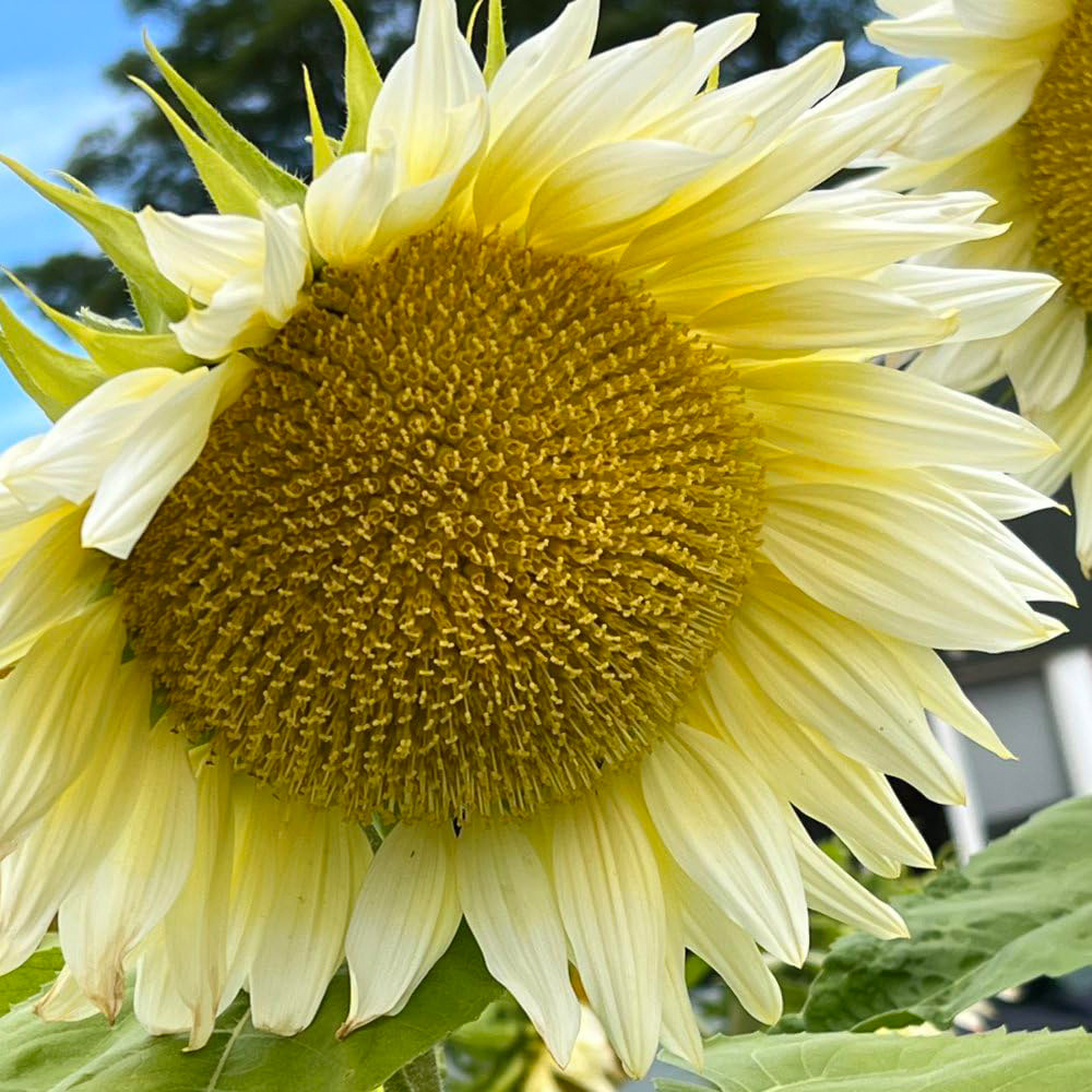 Thompson and Morgan Sunflower Pro Cut White Lite F1 Seeds Image 2