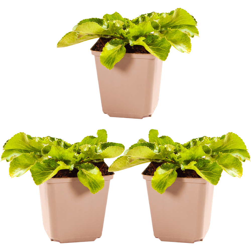 YouGarden Eryngium Blue Hobbit Plant Pot 3 Pack Image 3
