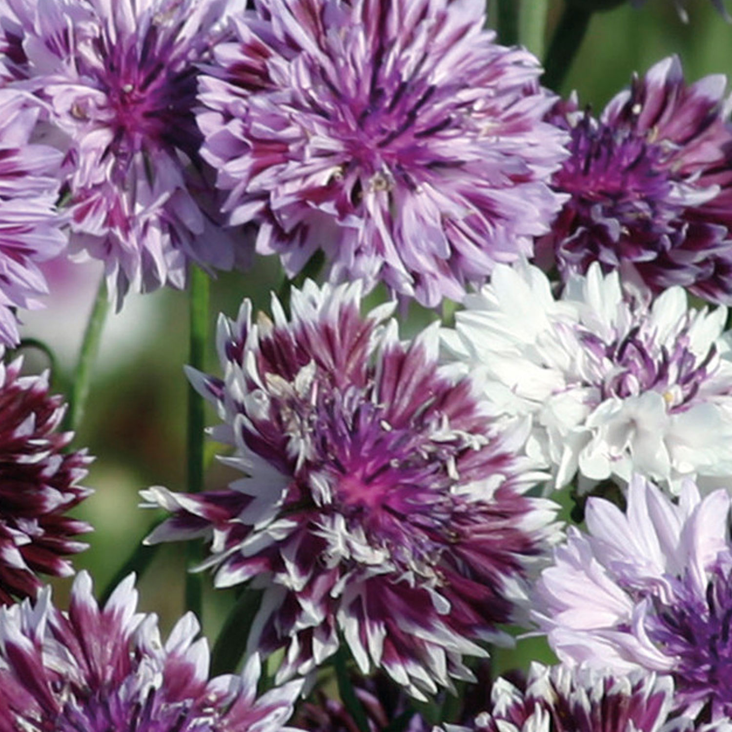 Johnsons Cornflower Flower Seeds Image 1