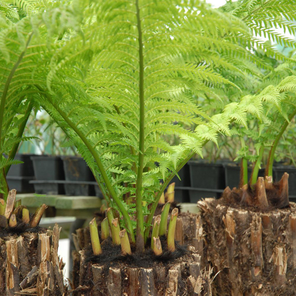 Thompson and Morgan Dicksonia Antarctica Tree Fern 0.5ft Trunk Root Wrap 2 Pack Image 2