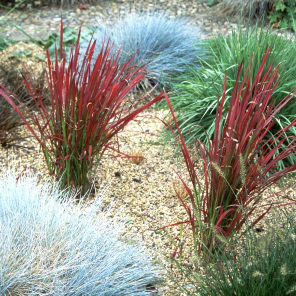 Thompson and Morgan Imperata Cylindrica Red Baron Potted Plant 14cm 2 Pack Image 2