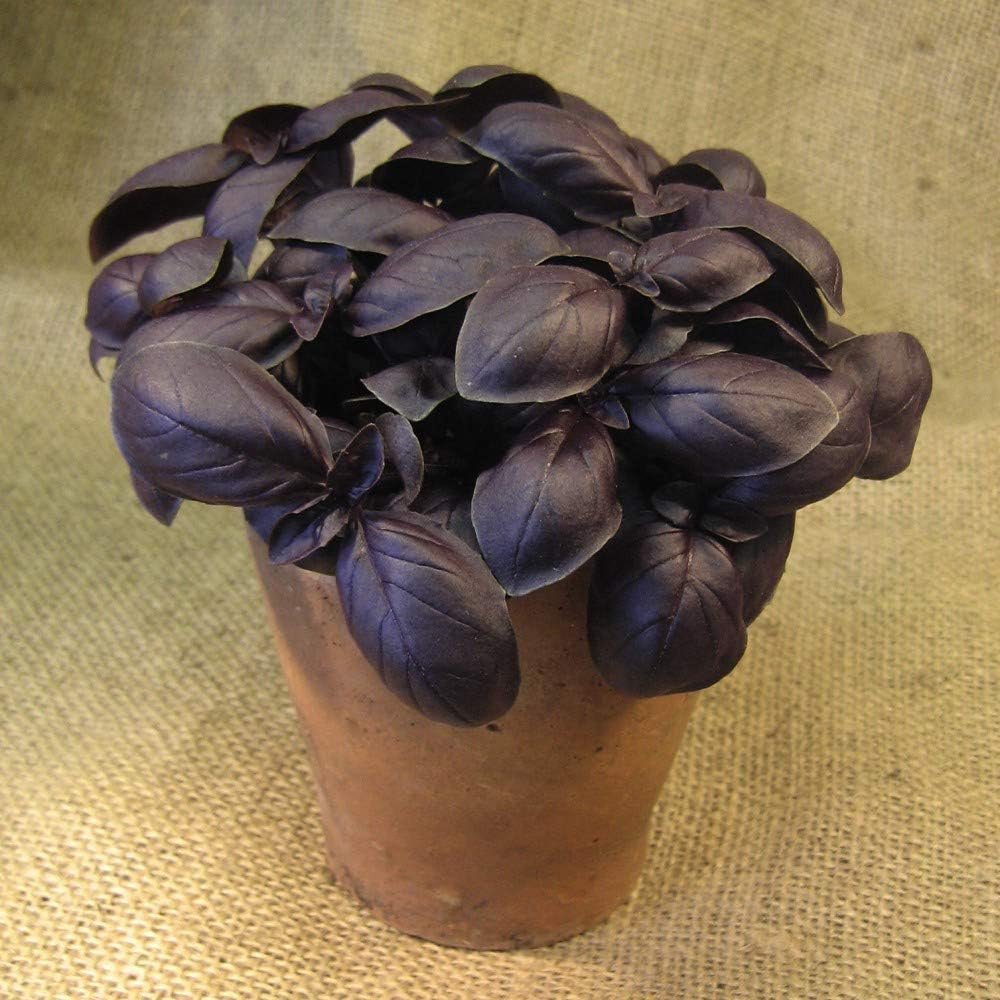 Thompson & Morgan Herb Basil Crimson King 150 Seeds Packet Image 3