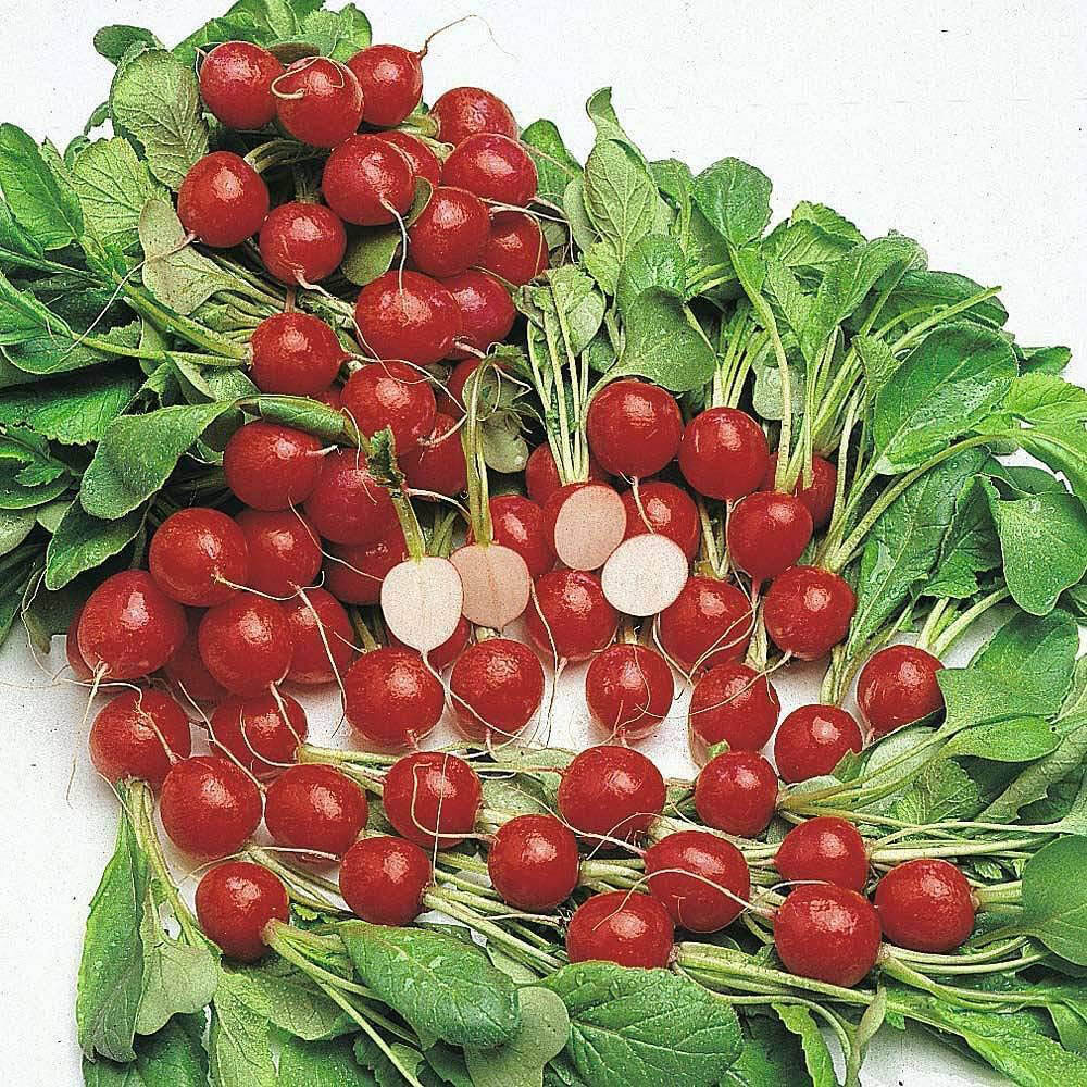 Thompson & Morgan Radish Cherry Belle 500 Seeds Packet Image 1