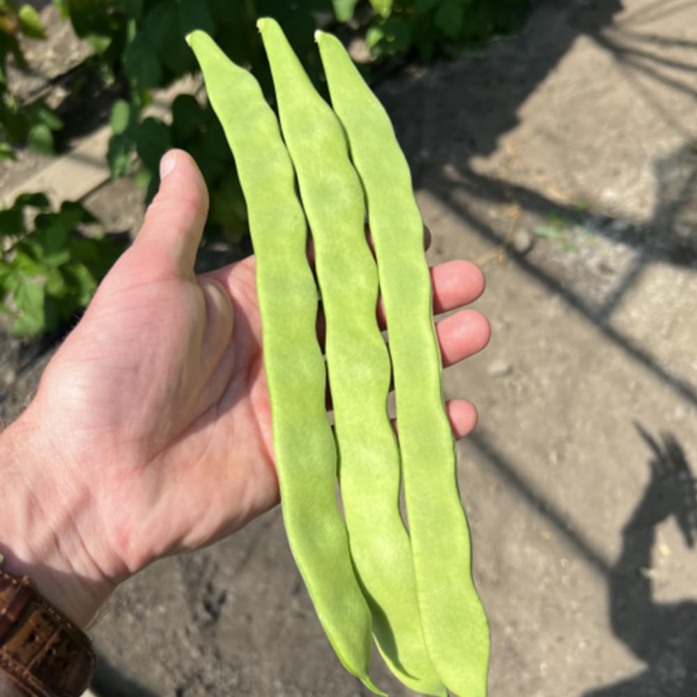 Thompson & Morgan Hacienda Climbing Bean Seeds Image 3