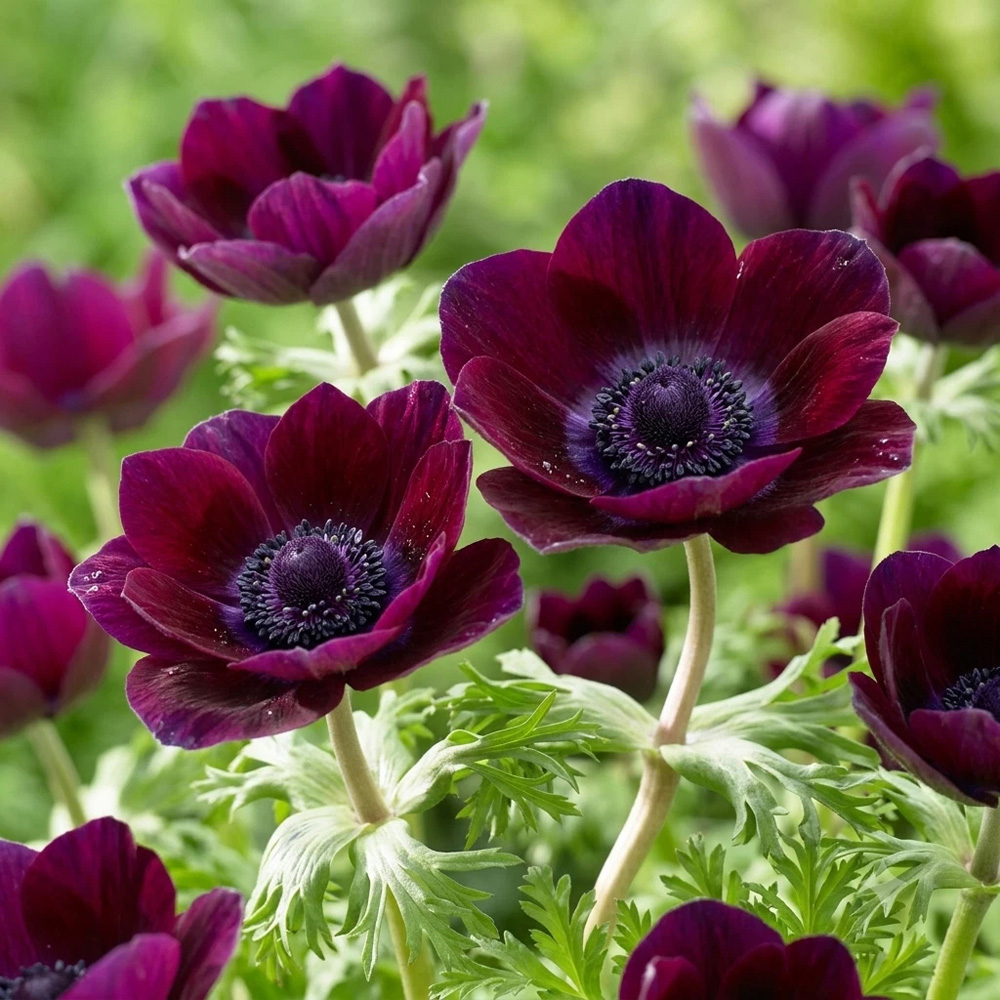 Thompson and Morgan Anemone Coronaria Meron Bordeaux Planting Bulb 8 Pack Image 1