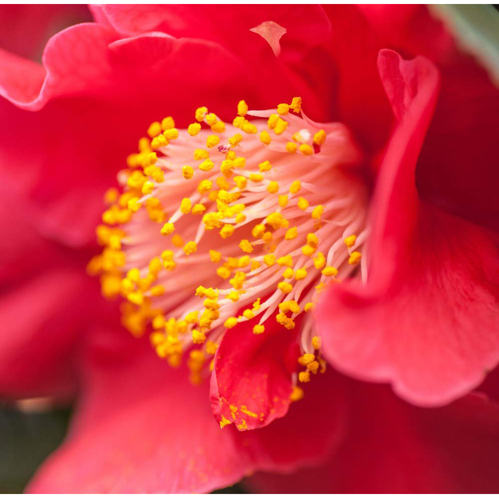 Thompson & Morgan Red Camellia Japonica Dr King Plant Pot 9cm Image 2