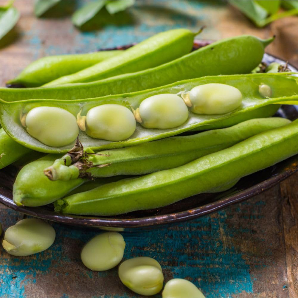 Thompson and Morgan Broad Bean Vicia faba Vroma Seed Packet Image 3