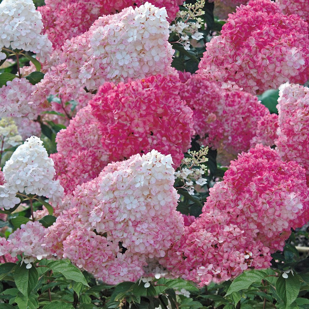 Thompson and Morgan Hydrangea Vanilla Fraise Plant Pot 8cm 2 Pack Image 1