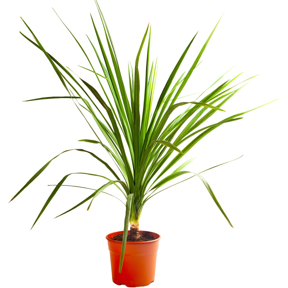 YouGarden Green Tall Cordyline Australis Plant 80cm Image 2