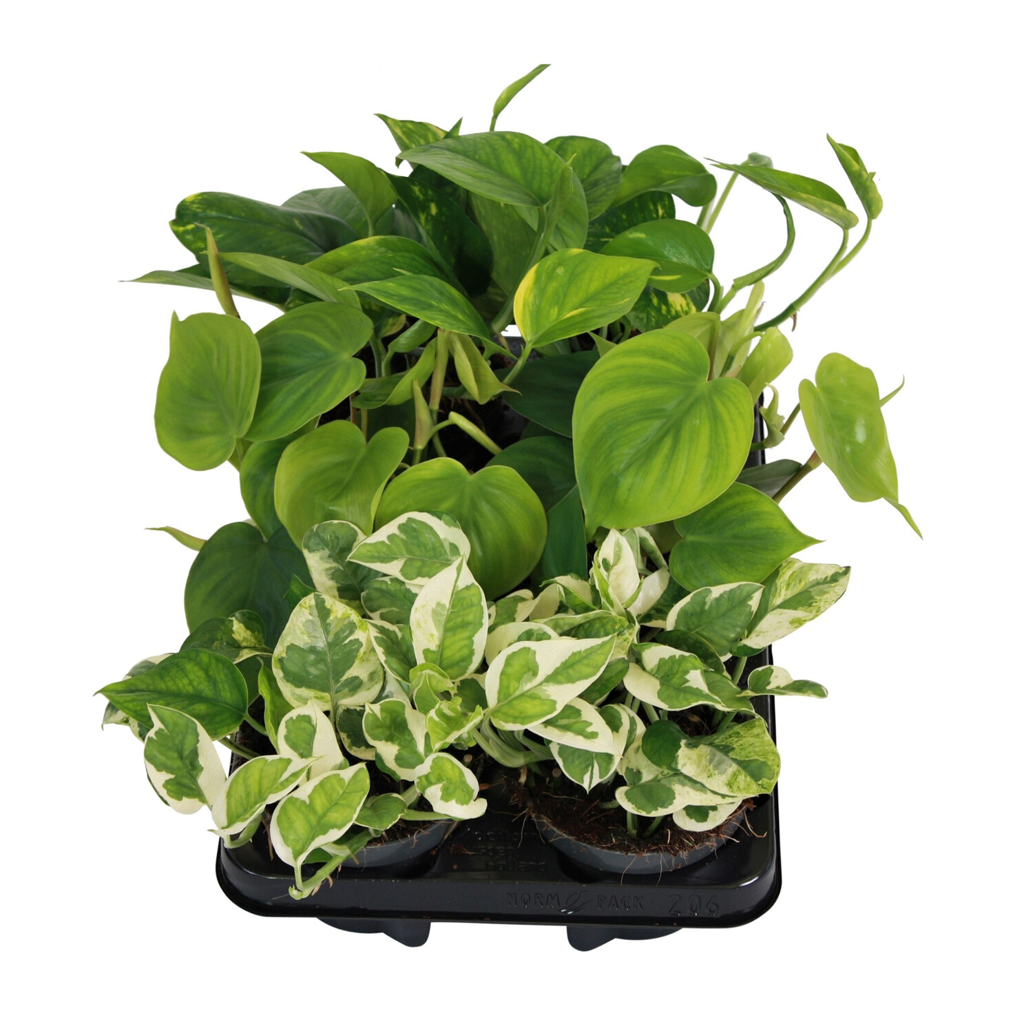 Scindapsus Epipremnum Mix 12cm Image