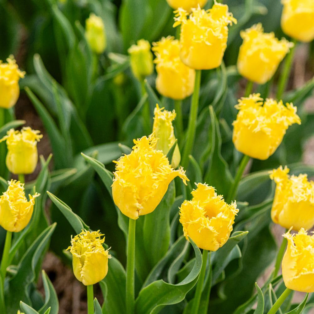 Thompson and Morgan Tulip Sunny Time Planting Bulb 8 Pack Image 2