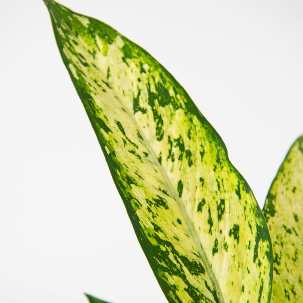 Thompson and Morgan Dieffenbachia Seguine Sublime Plant Pot 17cm 2 Pack Image 3