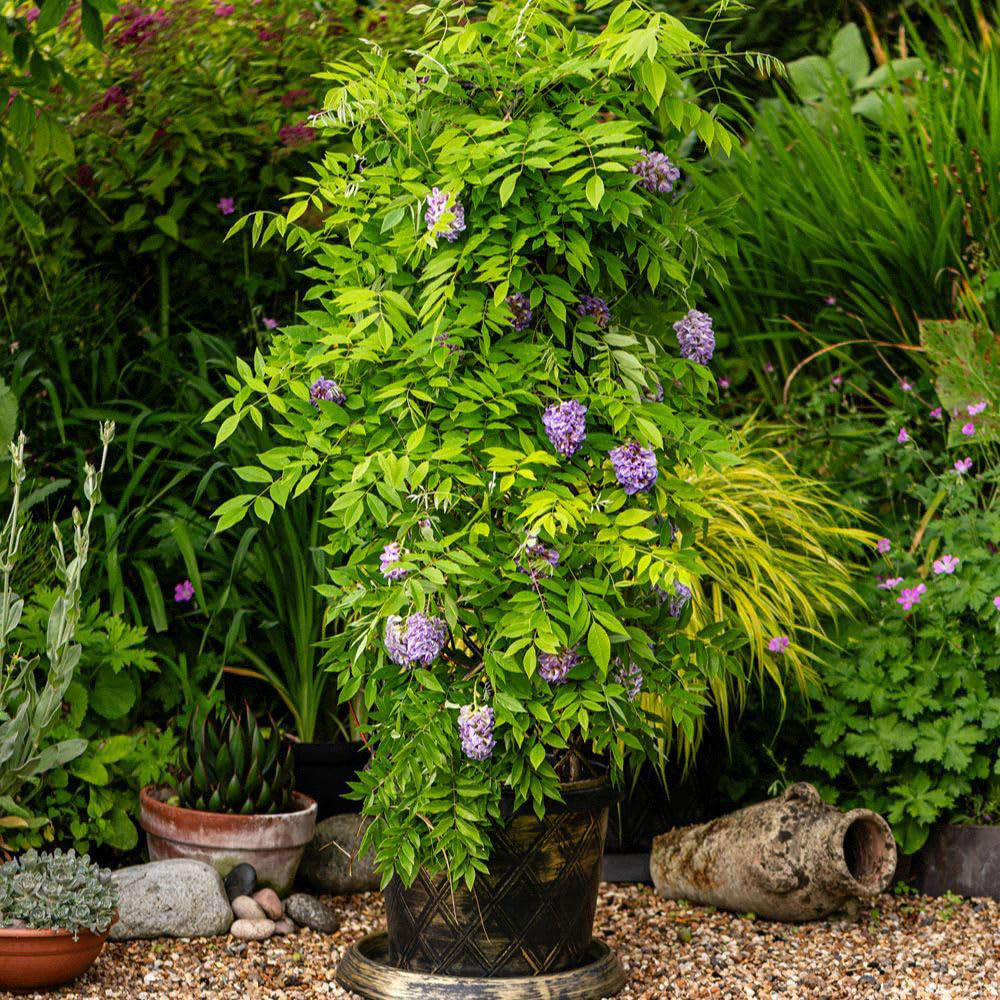 Thompson and Morgan Wisteria Amethyst Falls Plant Pot with Tower Pot 9cm Image 1