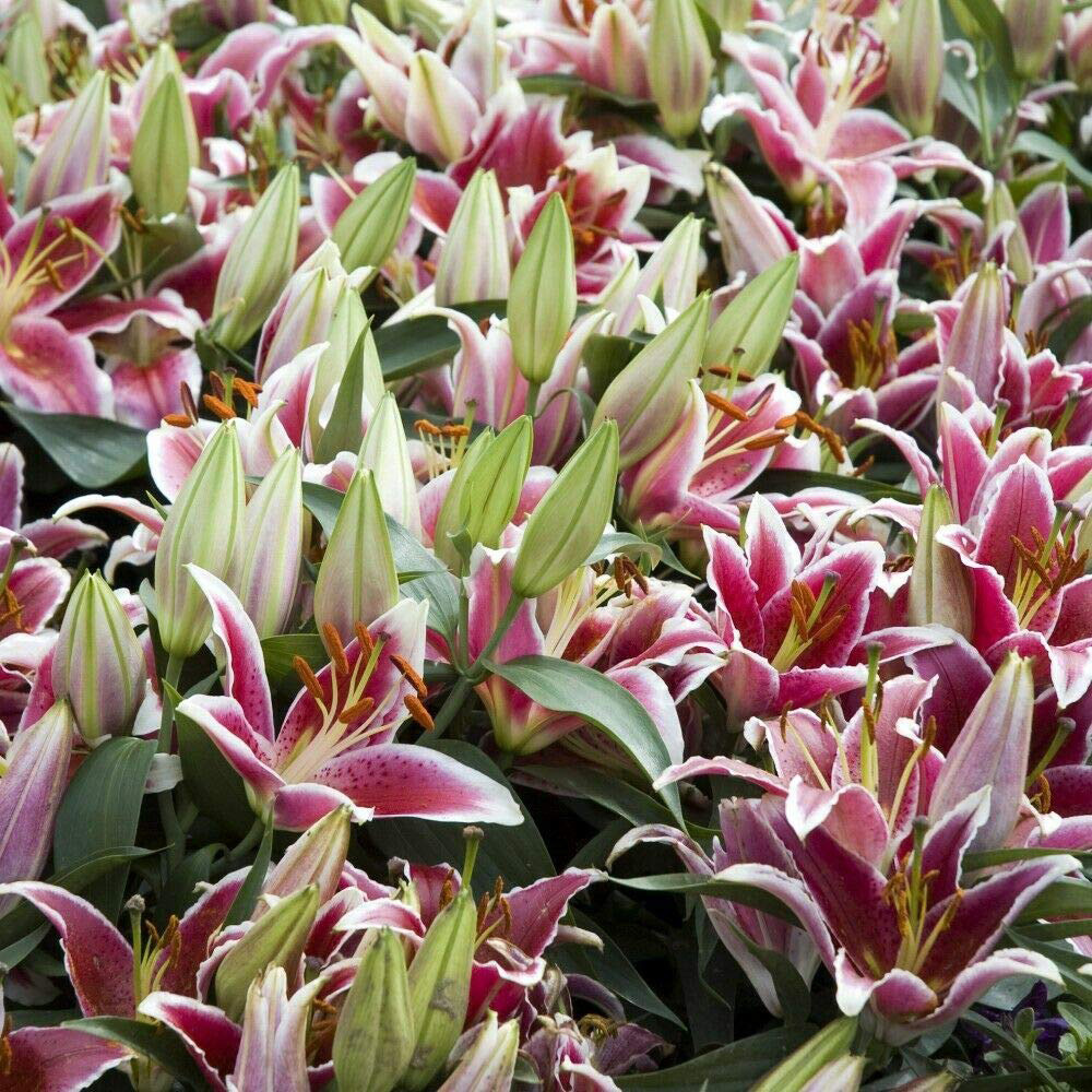 Thompson and Morgan Lily Groundcover Dazzler Planting Bulb 9 Pack Image 2