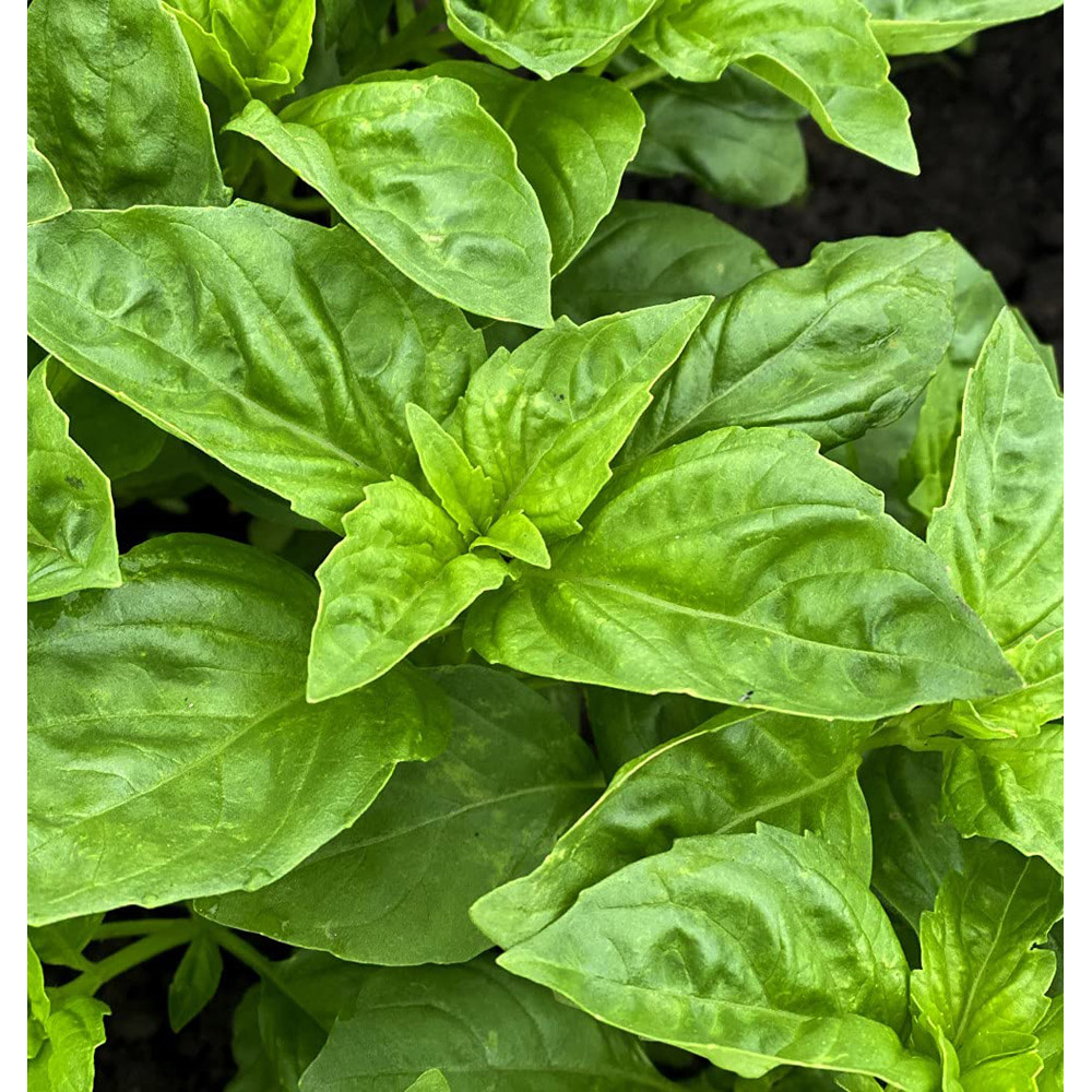 Thompson and Morgan Herb Basil Devotion Seeds Image 2