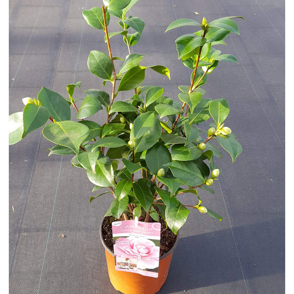Thompson and Morgan Camellia Jap Bonomiana Pink Plant Pot 9cm Image 2