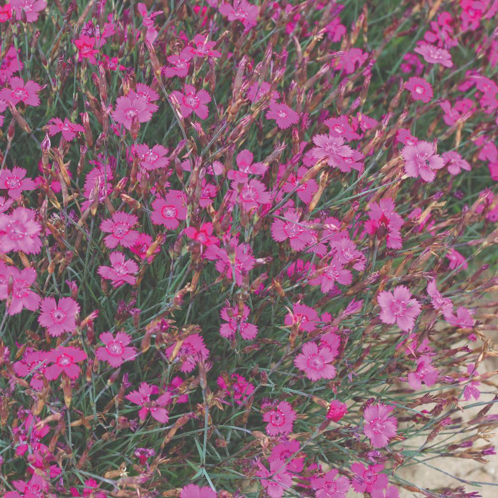 Thompson and Morgan Dianthus Deltoides Pink Gem Seed Packet Image 2