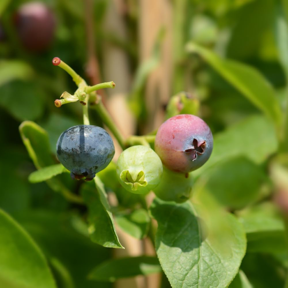 Thompson and Morgan Blueberry Vaccinium Gold Traube Potted Plant 9cm Image 2