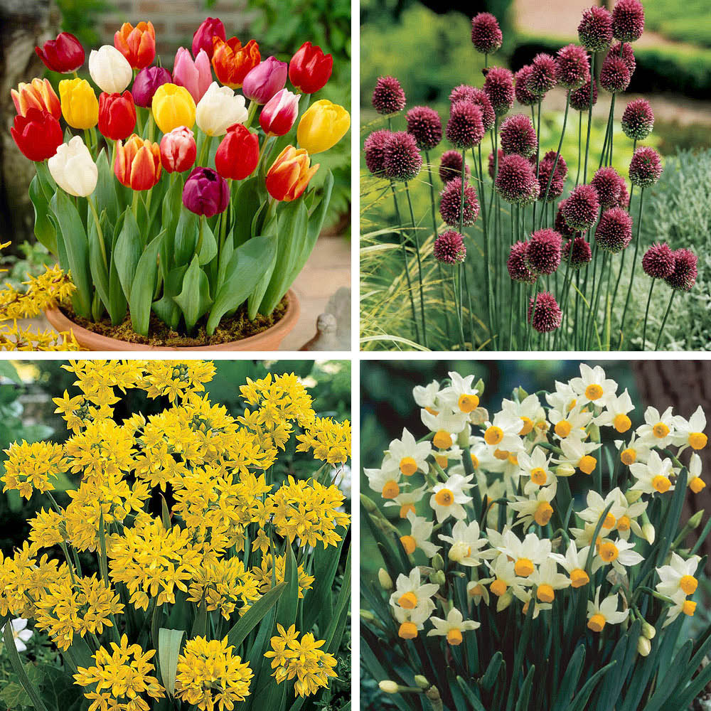 wilko The Spring Flowering Bulb Collection 300 Pack Image 3