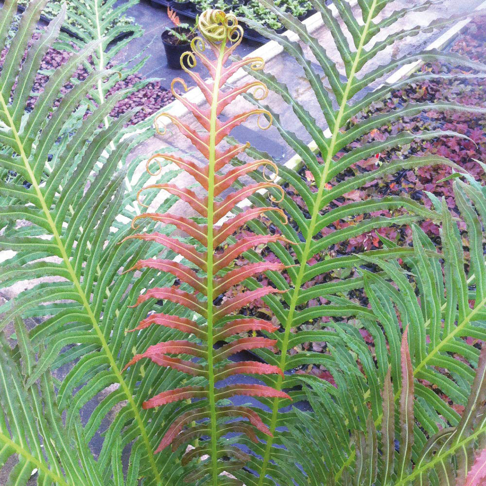 Thompson and Morgan Fern Blechnum Volcano Plant Pot 9cm 2 Pack Image 3