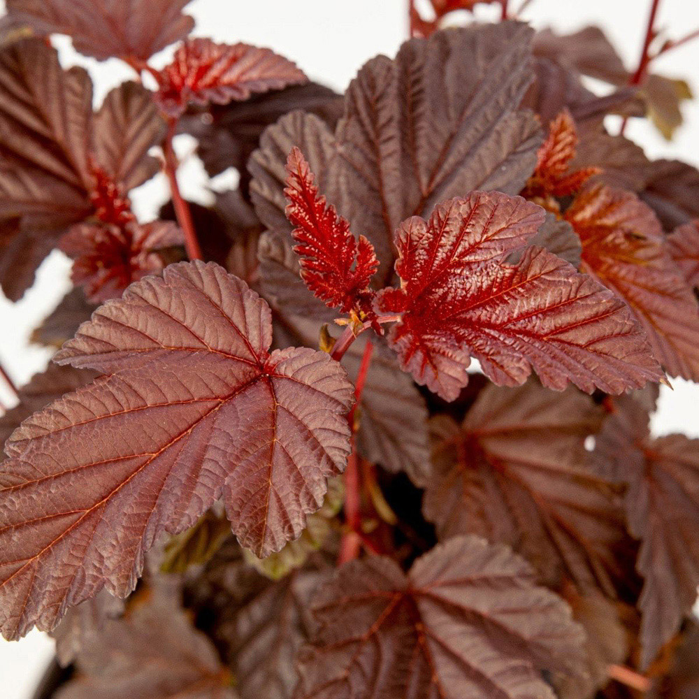 Thompson and Morgan Physocarpus Opul Rubella Plant Pot 3L Image 1