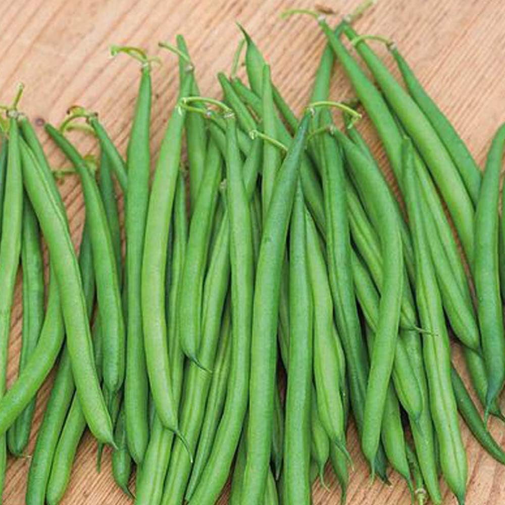 Thompson & Morgan Bean Dwarf Caledonia 100 Seeds Packet Image 1