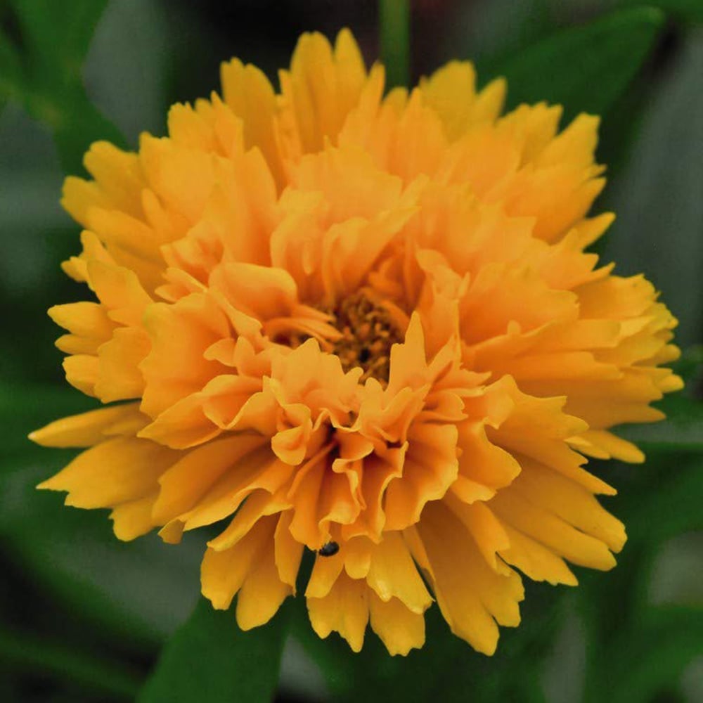 Thompson and Morgan Coreopsis Golden Joy Plug 24 Pack Image 1